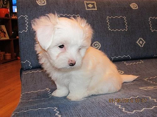 Prodám dvě fenky Coton de tulear i pro alergiky