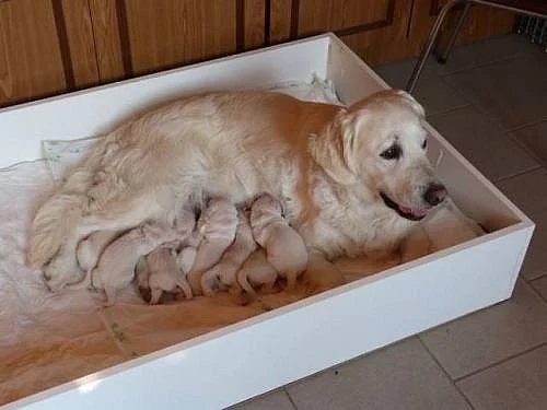 Štěňata Golden Retriever s PP