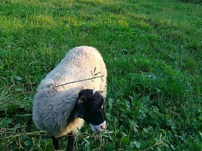 prodám jehnicku ovce romanovské