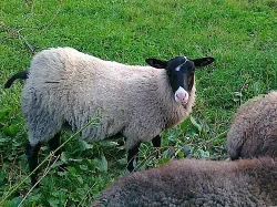 prodám jehnicku ovce romanovské