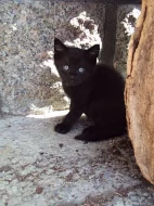 Daruji mazlivá koťata