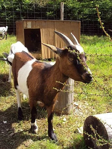 Holandská zakrslá koza