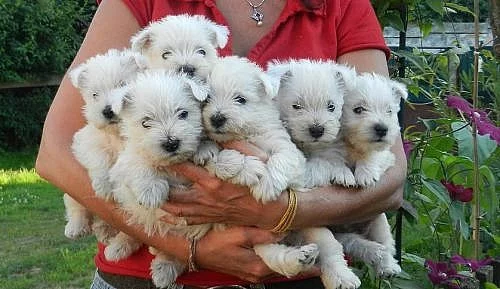 West Highland White Terrier