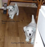 Jack Russell terier s PP