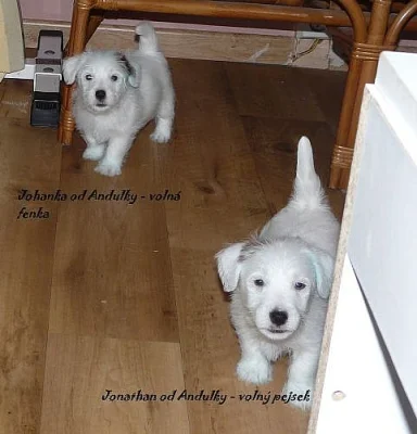 Jack Russell terier s PP