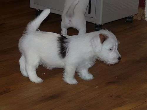 Jack Russell terier s PP