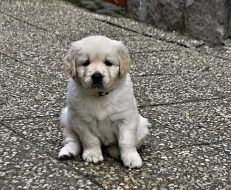 Zlatý retriever - 2 fenky s PP