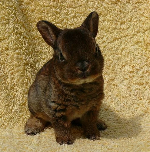 Miminka Zakrslého Rexe