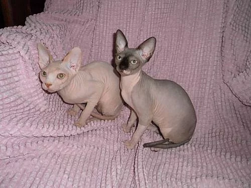Kanadský sphynx s PP.