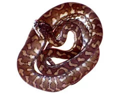 Kobercovky - Morelia spilota ssp.
