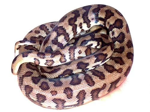 Kobercovky - Morelia spilota ssp.