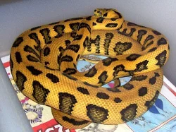 Kobercovky - Morelia spilota ssp.