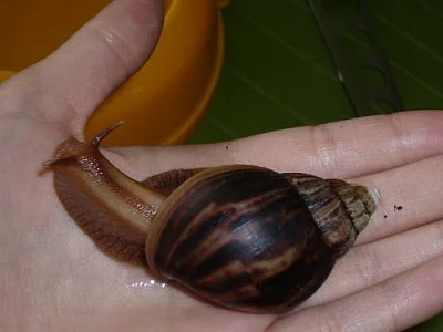 Achatina imaculata