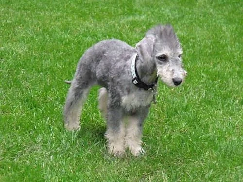 Bedlington teriér