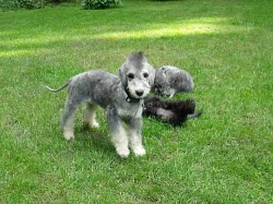 Bedlington teriér