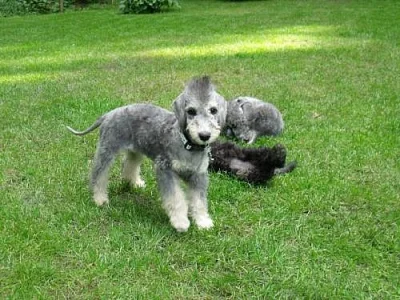 Bedlington teriér