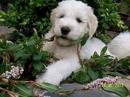 Jihoruský ovčák - štěňátka s PP