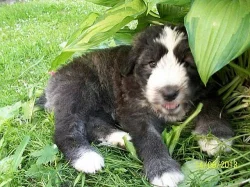 Jihoruský ovčák - štěňátka s PP