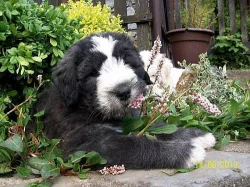 Jihoruský ovčák - štěňátka s PP