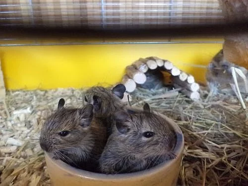 Mláďata osmáka degu