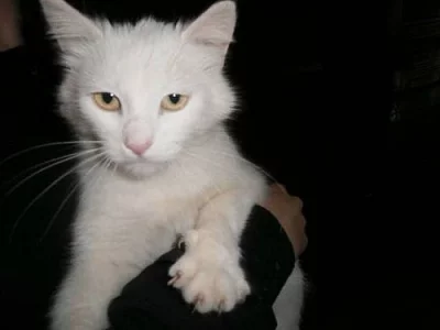 Daruji kočičku