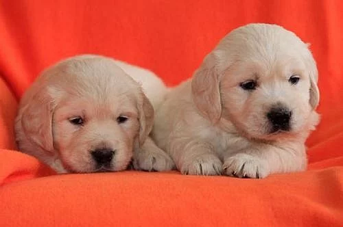Zlatý retrívr - golden retriever s PP