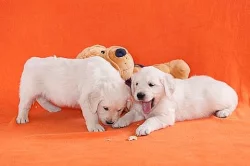 Zlatý retrívr - golden retriever s PP