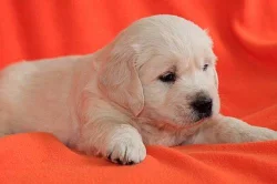 Zlatý retrívr - golden retriever s PP