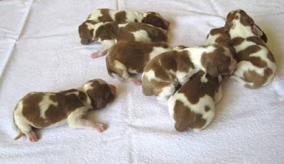 Welsh Springer Spaniel - štěňata s PP