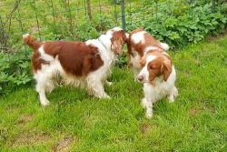 Welsh Springer Spaniel - štěňata s PP