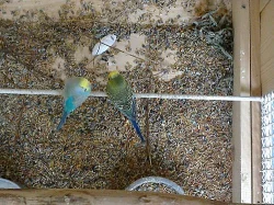 Prodam korely anduly mnicha a p.nadherne