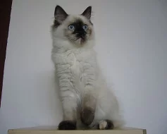 Koťatka Ragdoll s PP