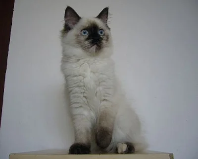 Koťatka Ragdoll s PP