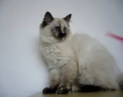 Koťatka Ragdoll s PP
