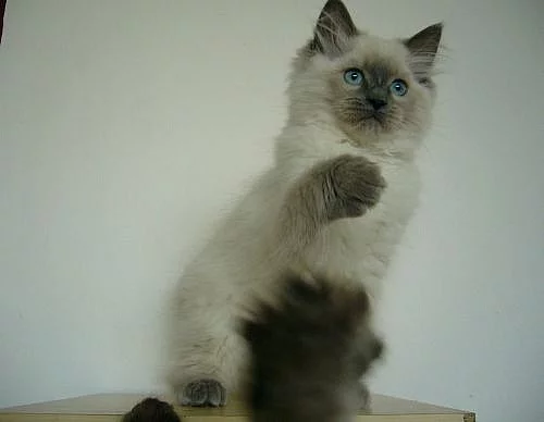 Koťatka Ragdoll s PP