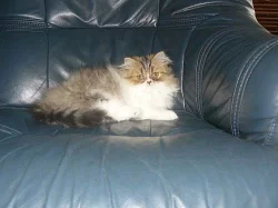 perská kočička