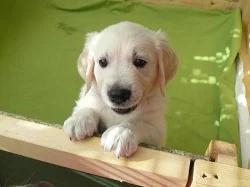Zlatý retriever-štěňátka s PP