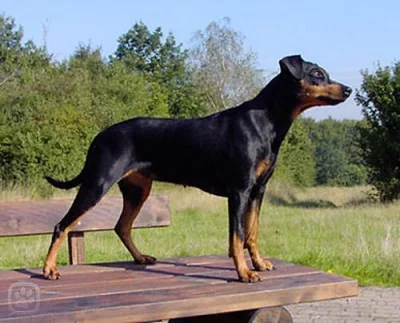 Nemecky pinc hledam