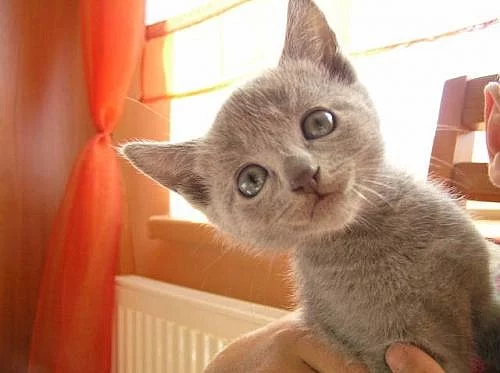Prodám koťata Ruské modré kočky - LEVNĚ!