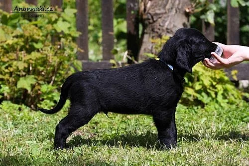 Štěňátko flat coated retrievera s PP - pejsek