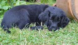 Štěňátko flat coated retrievera s PP - pejsek