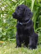 Štěňátko flat coated retrievera s PP - pejsek