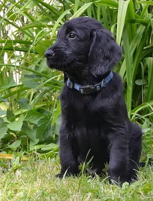 Štěňátko flat coated retrievera s PP - pejsek