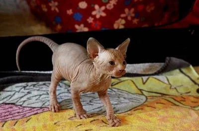 Kanadský sphynx