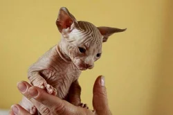 Kanadský sphynx