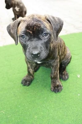 Bandog štěňata na prodej