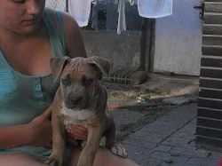 Prodám štěňata AMSTAFA s PP