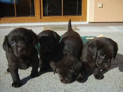 LABRADOR RETRIEVER