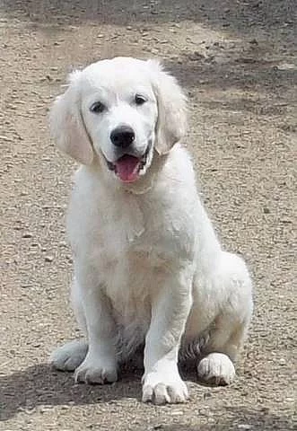 Zlatý retrívr (Golden retriever) s PP - fenka