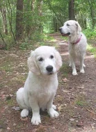 Zlatý retrívr (Golden retriever) s PP - fenka